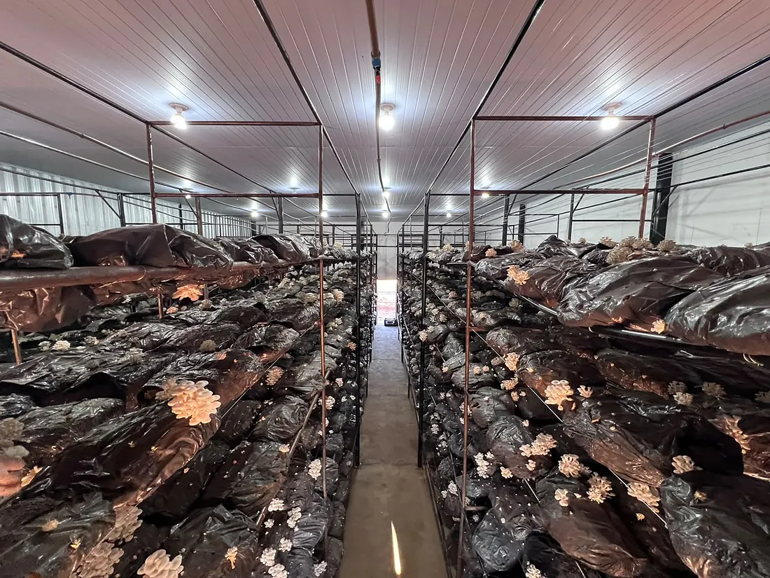 Corredor da sala de cultivo, com as prateleiras de sacos e cachos de shimeji branco brotando