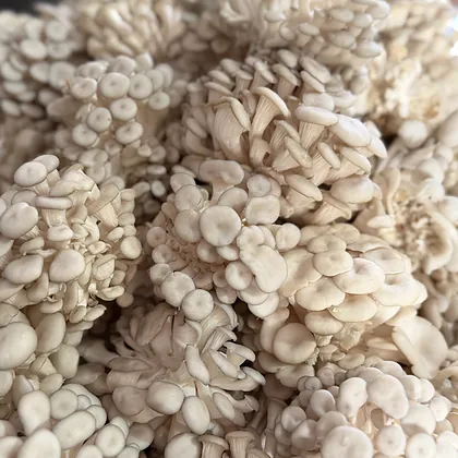 Detalhe de um cacho denso de shimeji branco